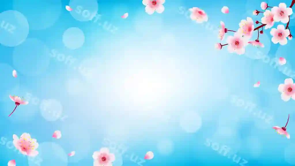 Bahor olcha guli tushadigan gullar orqa fonda | Spring cherry blossom with falling petals background