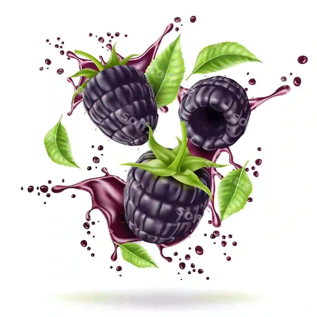 Vektor realistik brombeeri shirin meva harekat | Vector realistic blackberry juicy fruit motion