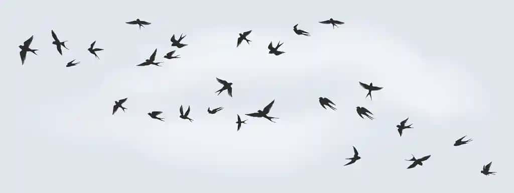 Uchar qushlar silueti suruv qora dengiz qushlari kaptarlar chayqalar | Flying birds silhouette flock black marine birds doves seagulls