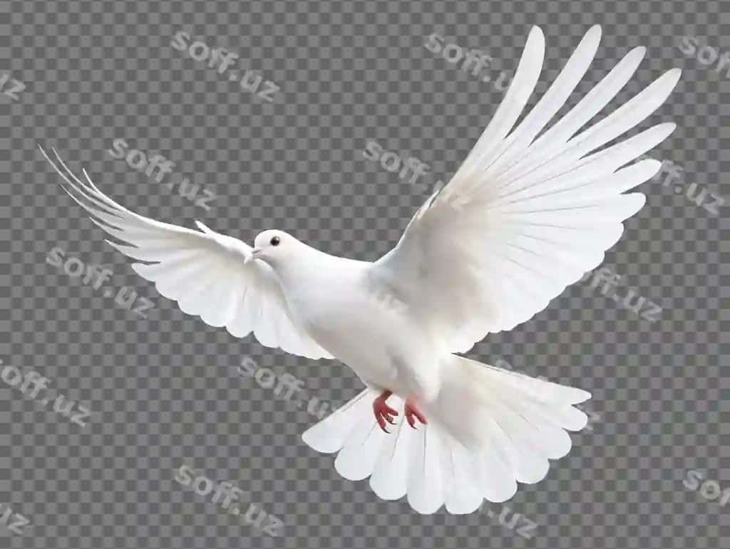 Qush uchadigan ajralangan shaffof fonda | Dove flying isolated transparent background