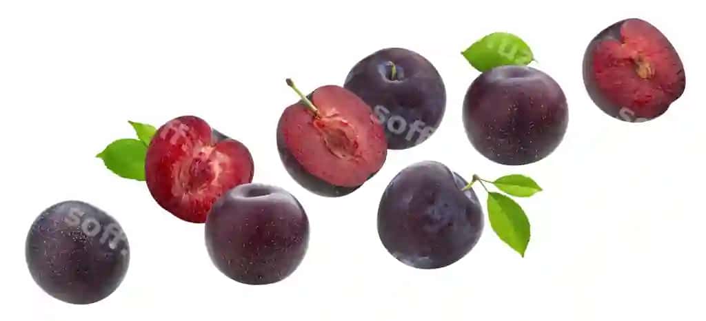 Tushadigan oʻriklar varaq bilan ajralgan | Falling plums with leaves isolated