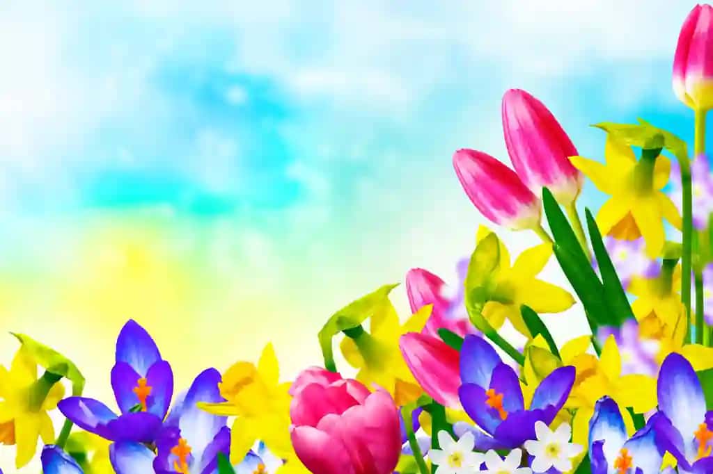 Tabiiy gulli fon bahor gullari za'faron lolalar krokuslar qor barglari | Natural floral background spring flowers daffodils tulips crocuses snowdrops