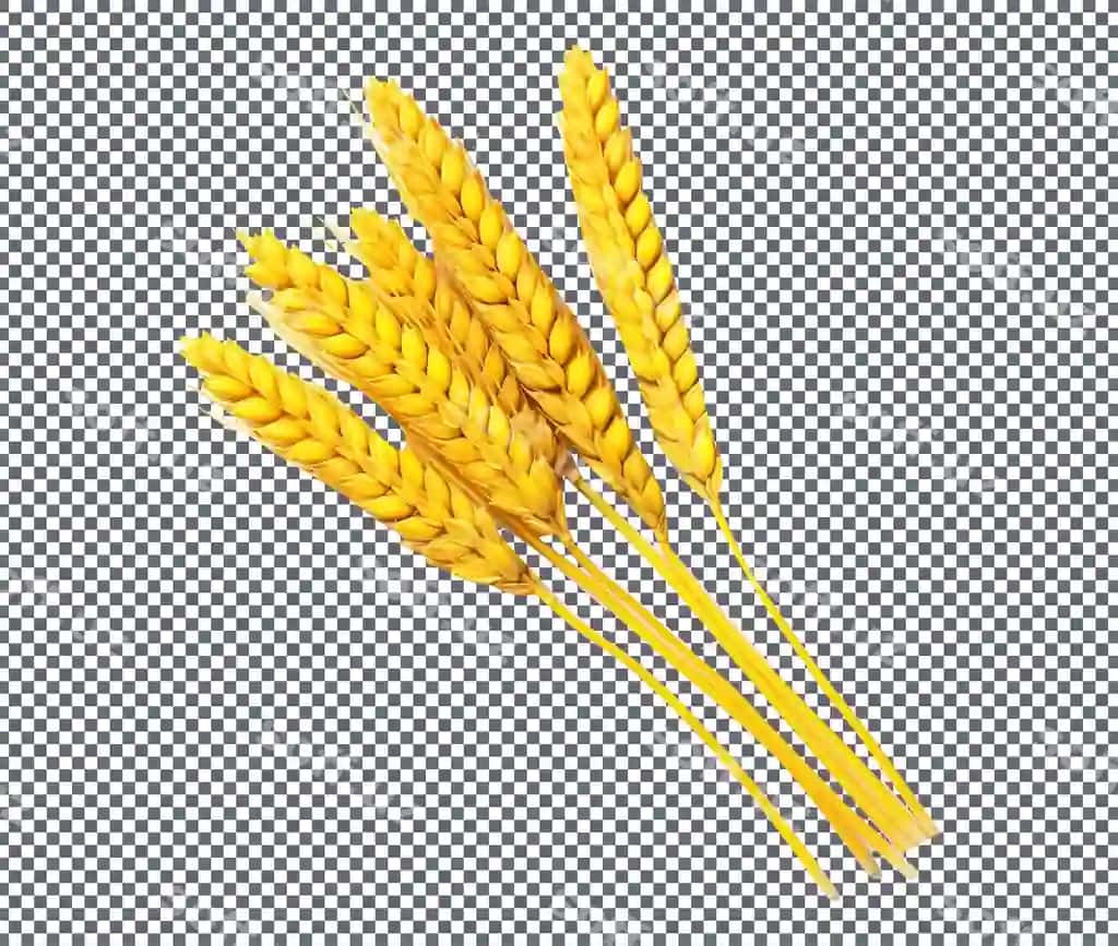 Pishgan oltin bug'doy izolyatsiya qilingan shaffof fon | Ripe golden wheat isolated transparent background