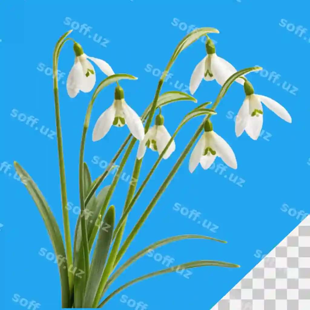 Qor tomchilari oq fon | Snowdrops white background