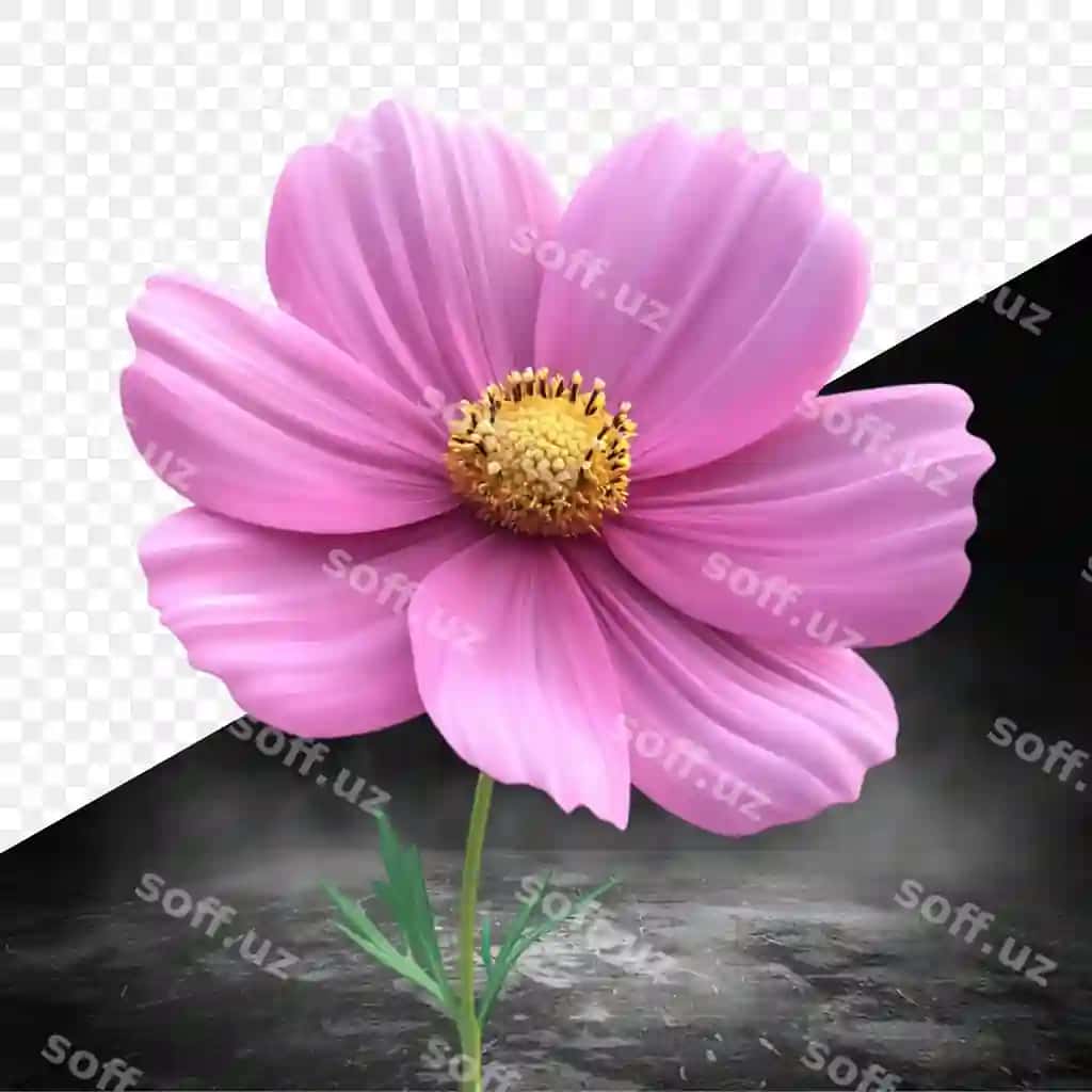 Binafsha gul old shaffof orqa fonda ko'rsatiladi | Pink flower is shown front transparent background 2