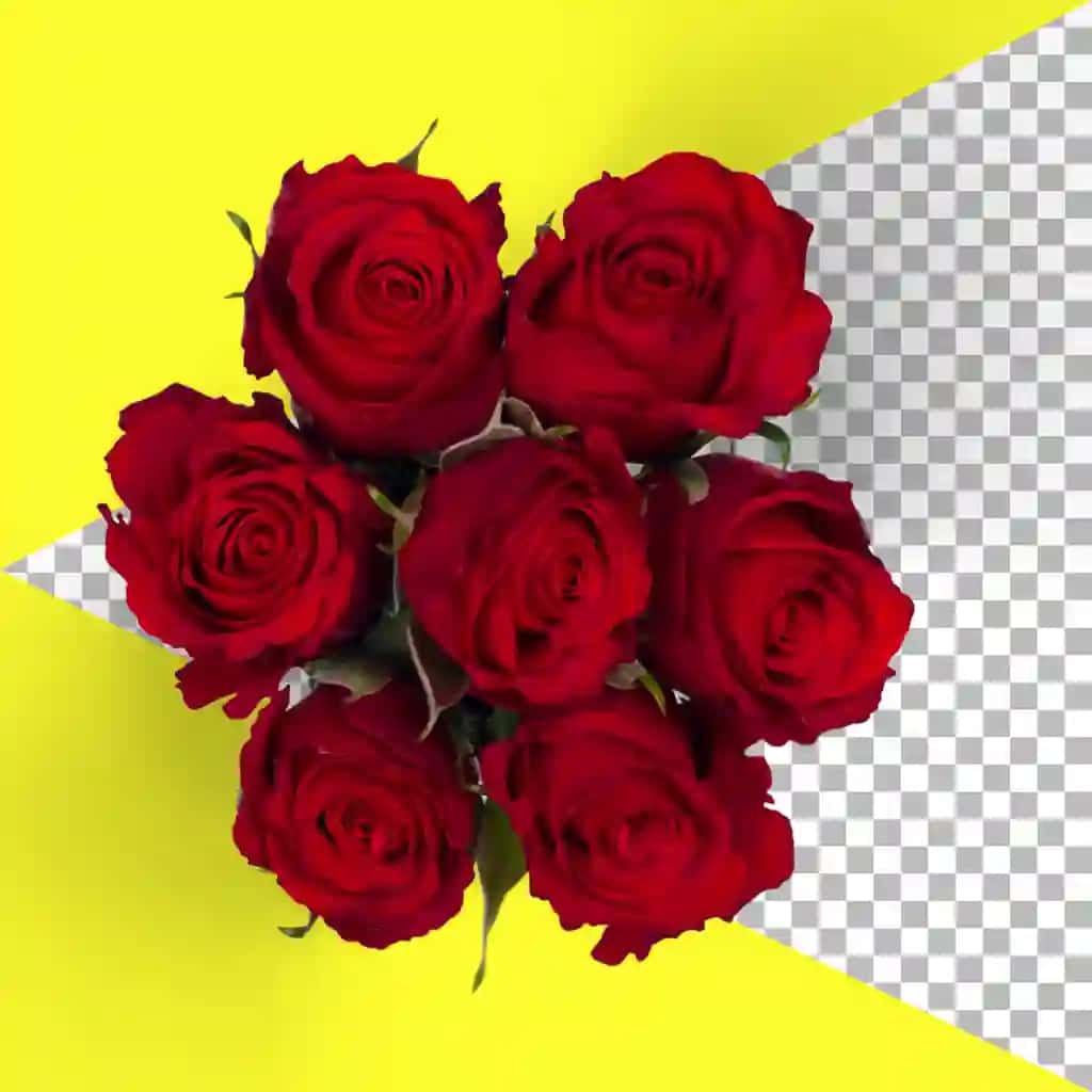 Izolyatsiya qilingan qizil atirgullarni ko'ring | Top up view isolated red roses