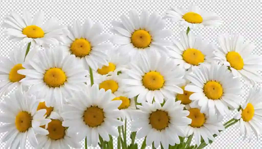 Daisy gullari png | Daisy blossoms png