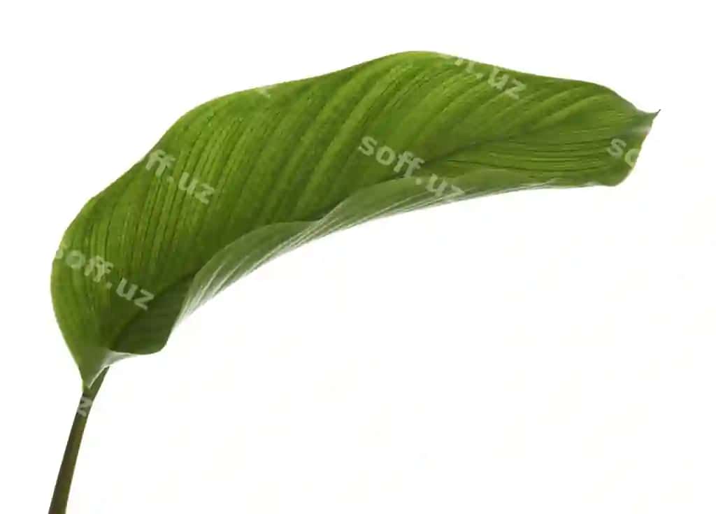 Calathea yaproqlari eksotik tropik katta yashil yaproq yerga ajratilgan oq fonda | Calathea foliage exotic tropical leaf large green leaf isolated white background