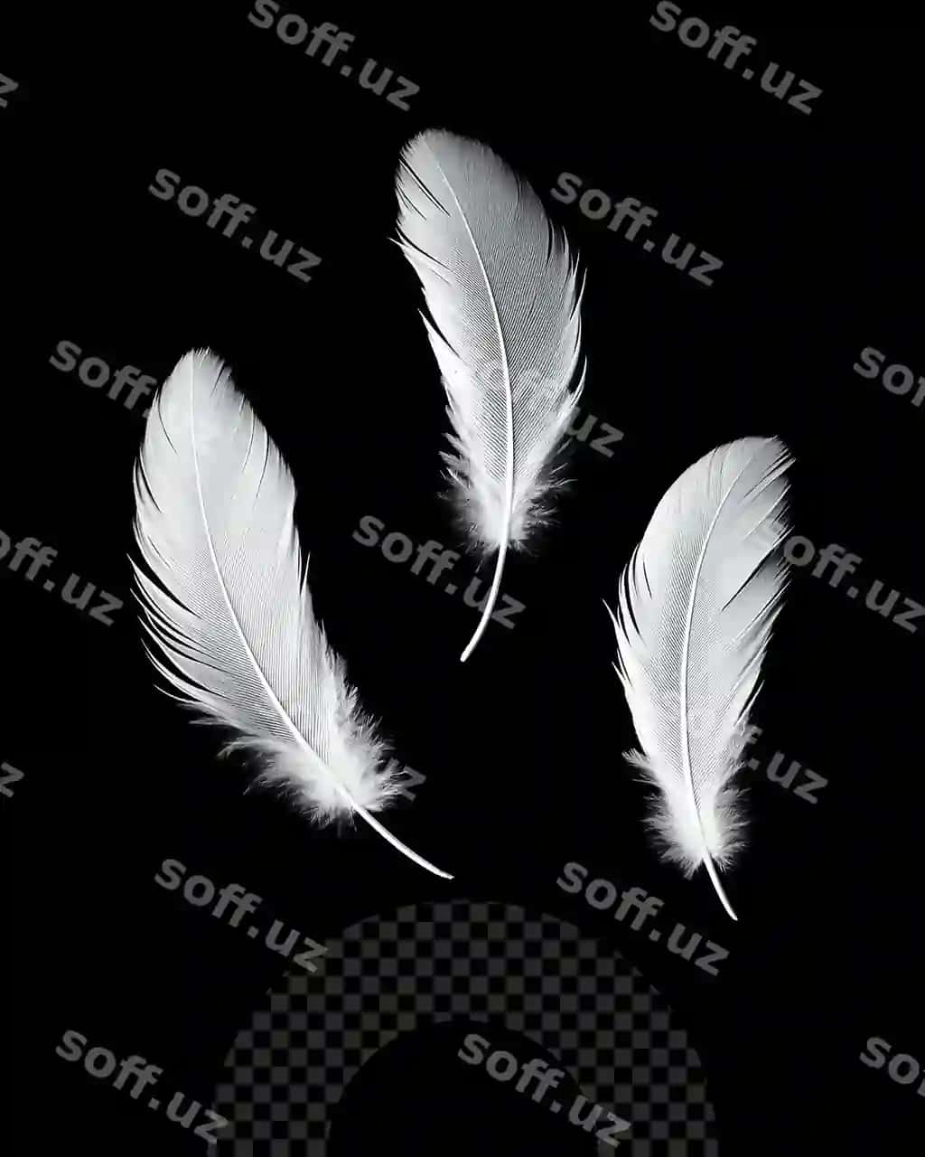 Qora orqa fon oq tuktuklar bilan u | Black background with white feathers it