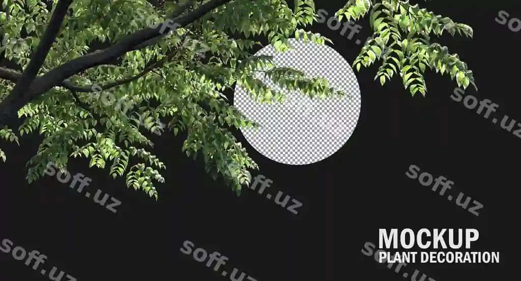 Turli xil kichik o'simliklar, daraxtlar, ajralgan o'simliklar, kesish yo'li | Variety small plants trees isolated plants clipping path