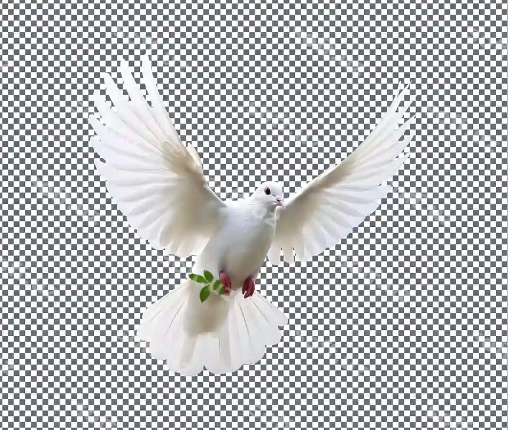 Go'zal qush shaffof orqa fon ajraltirilgan | Beautiful bird isolated transparent background