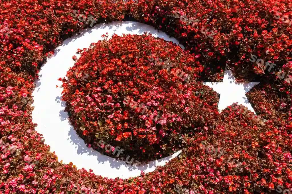 Yuqori burchakli qizil gulli o'simlik | High angle view red flowering plant