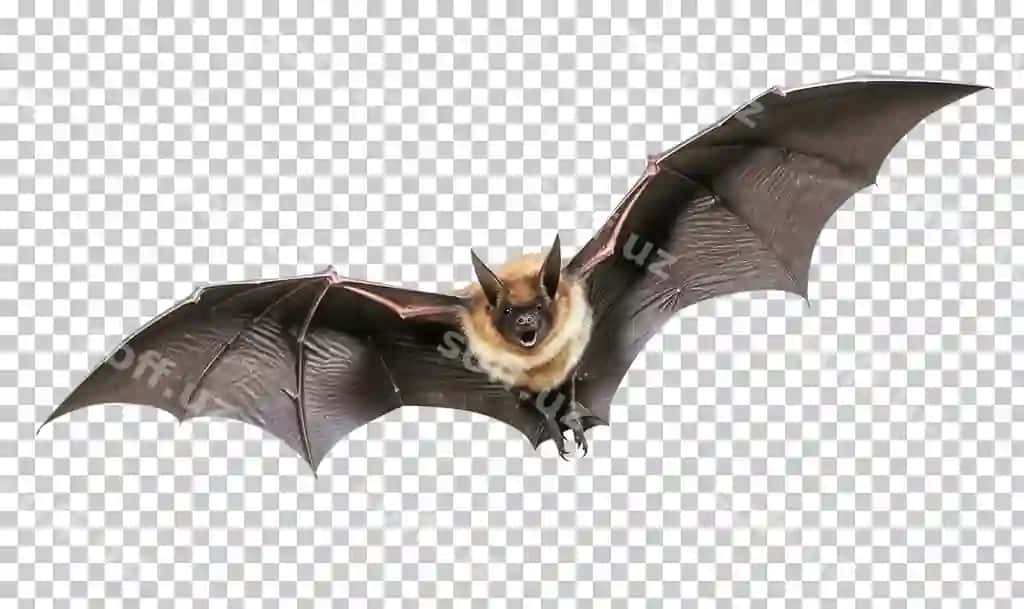 Uchuvchi boz ajraltirilgan shaffof orqa fonda png psd | Flying bat isolated transparent background png psd
