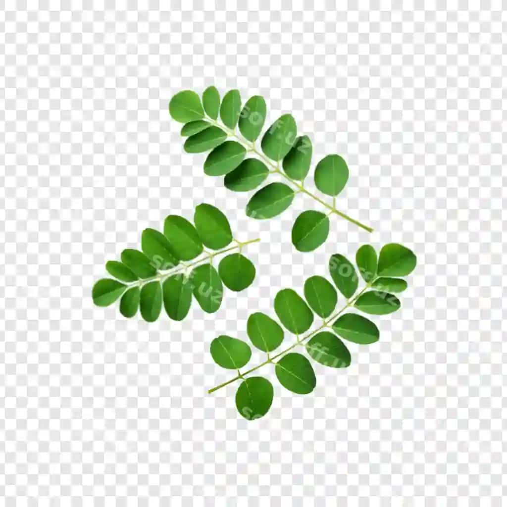 Yangi moringa yarpig'i shaffof fonda ajraltirilgan | Fresh moringa leaf isolated transparent background
