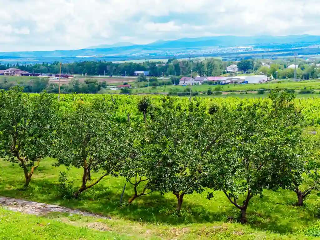 Bog'larni yozgi uzumzorlarni ko'ring | View gardens vineyards summer