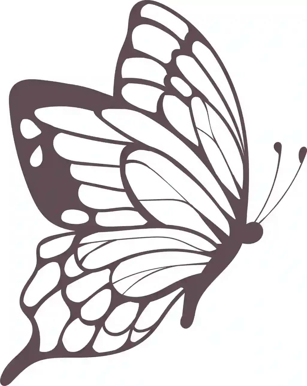 Kapalak | Butterfly