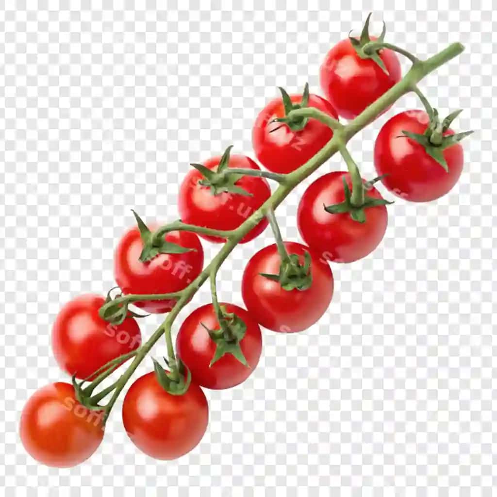 Pomidor meva ajraltirilgan shaffof orqa fonda | Tomato fruit isolated transparent background