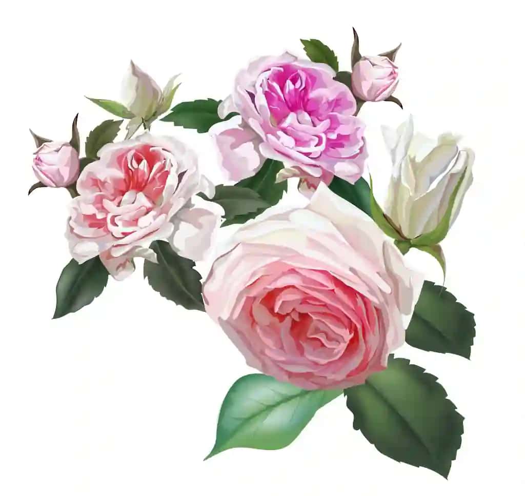 Ingliz atirgullari pushti gul chiroyli tabiiy gullar | English roses pink flower beautiful natural flowers