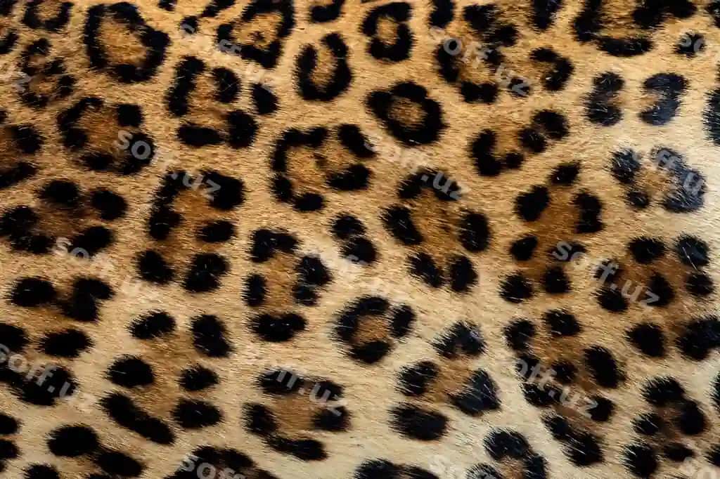 Leopard mo'ynasining ajoyib tuzilishini yaqindan ko'rish | Close up exquisite leopard fur texture