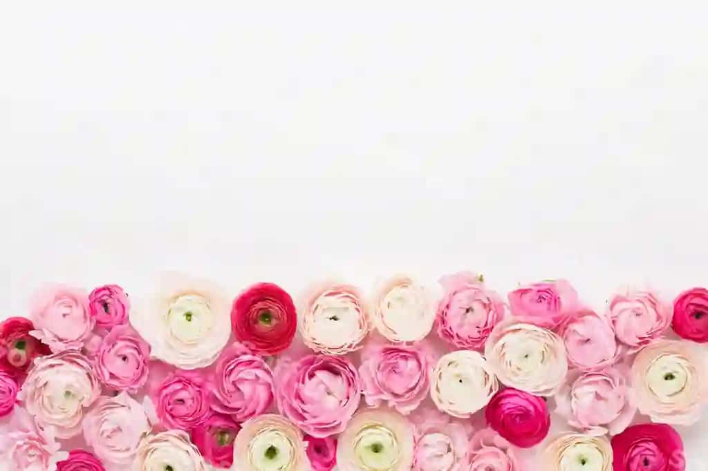 Chiroyli rangli chinnigul gullar ajraltirilgan | Beautiful colored ranunculus flowers isolated