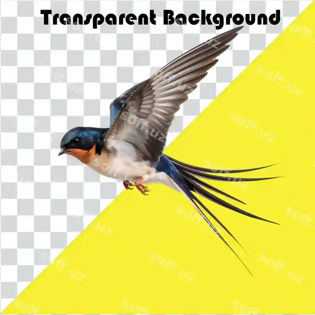Psd chumg'al shaffof fonda | Psd swallow transparent background