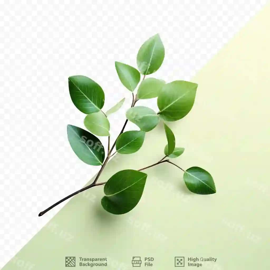 Yashil varaqlar shaffof orqa fonda | Leaves green against transparent background