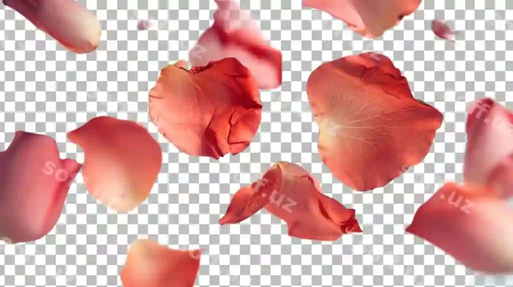 Gul yelkanlari shaffof fonda ajraltirilgan | Rose petals isolated transparent background