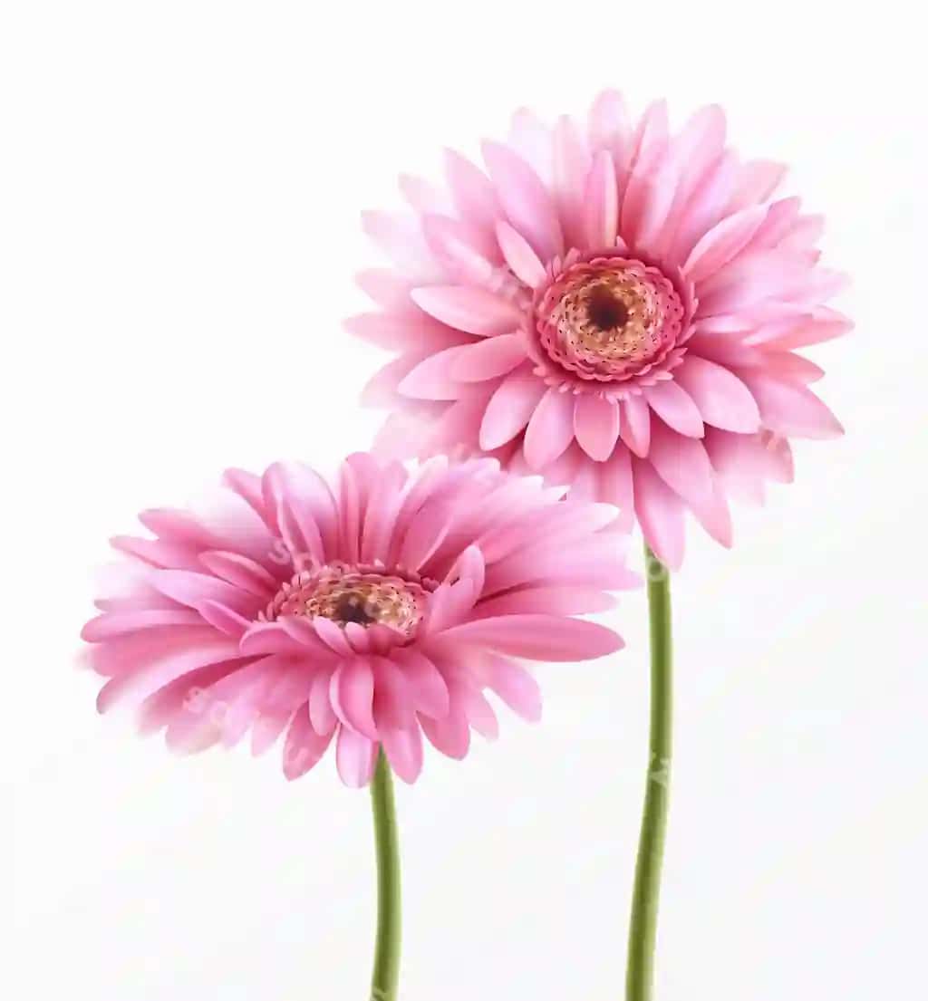 Gerbera guli bahor yozuvi | Gerbera flower spring lettering