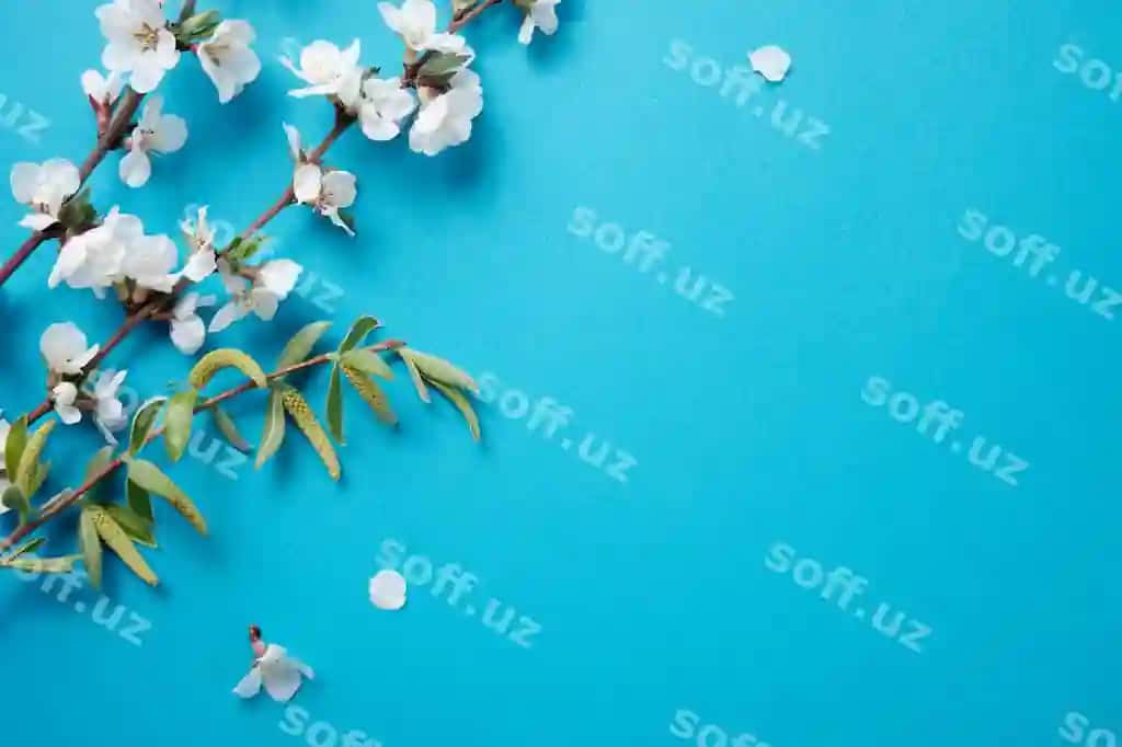 Giljak tarmoqlari rangli qog'oz orqa fon bahor gullari matn joyi | Cherry branches colored paper background spring flowers place text