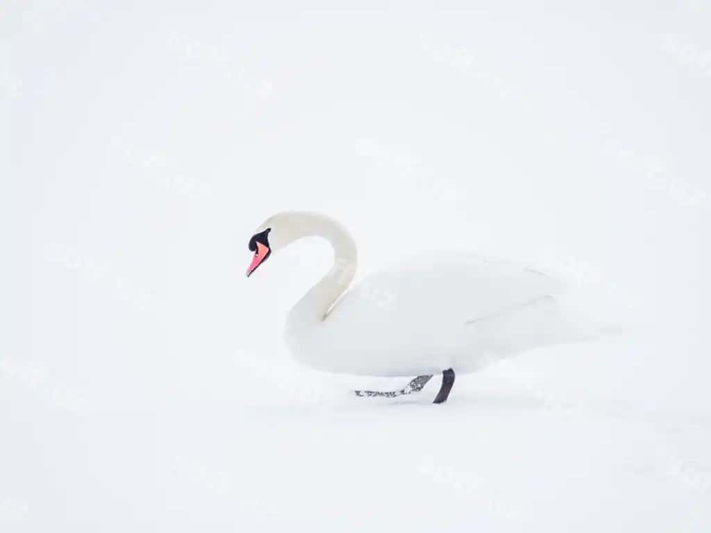 Manzara qizilqush qor | View swan snow