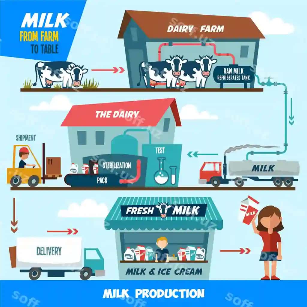 Sut fermasi stolidan sutni qayta ishlash bosqichlari | Stages production processing milk from dairy farm table