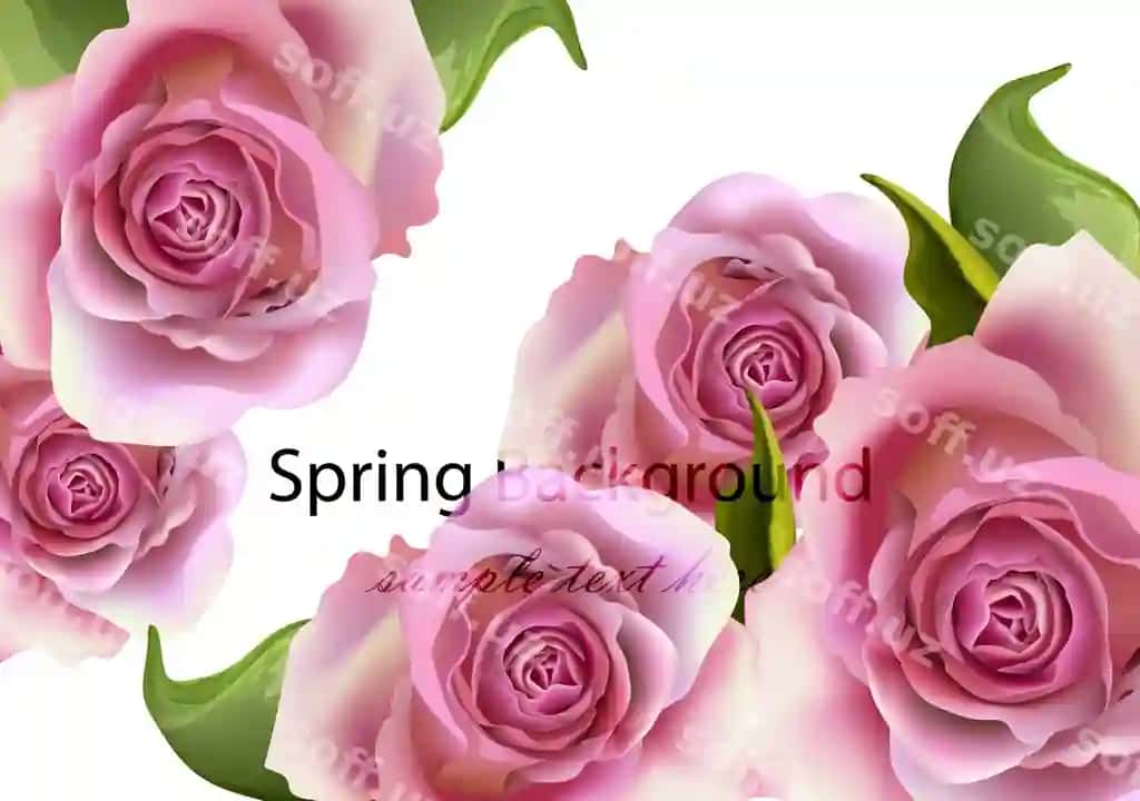 Bahor kartochka rozalar orqa fon realistik vektor illustratsiyasi | Spring card roses background realistic vector illustration 2