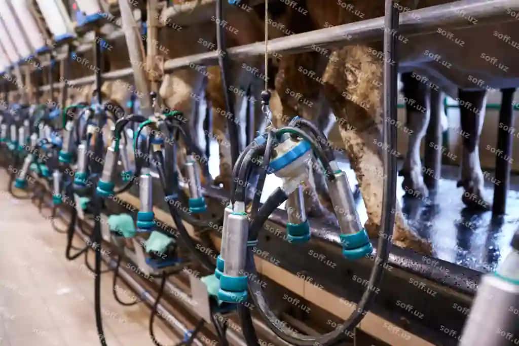Sog'ish mashinasi sut fermasi yaqin | Milking machine dairy farm close up