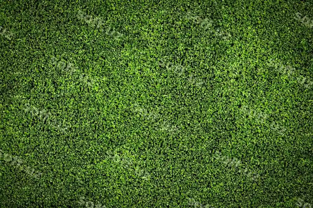 Yashil maysa futbol maydonining fon tuzilishi | Green grass soccer field background texture