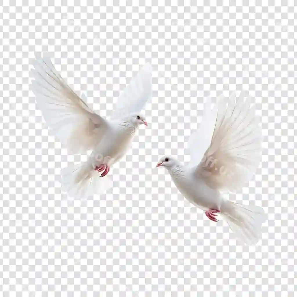 Osmonda uchayotgan ikkita chiroyli oq kaptar | Two beautiful white doves flying sky
