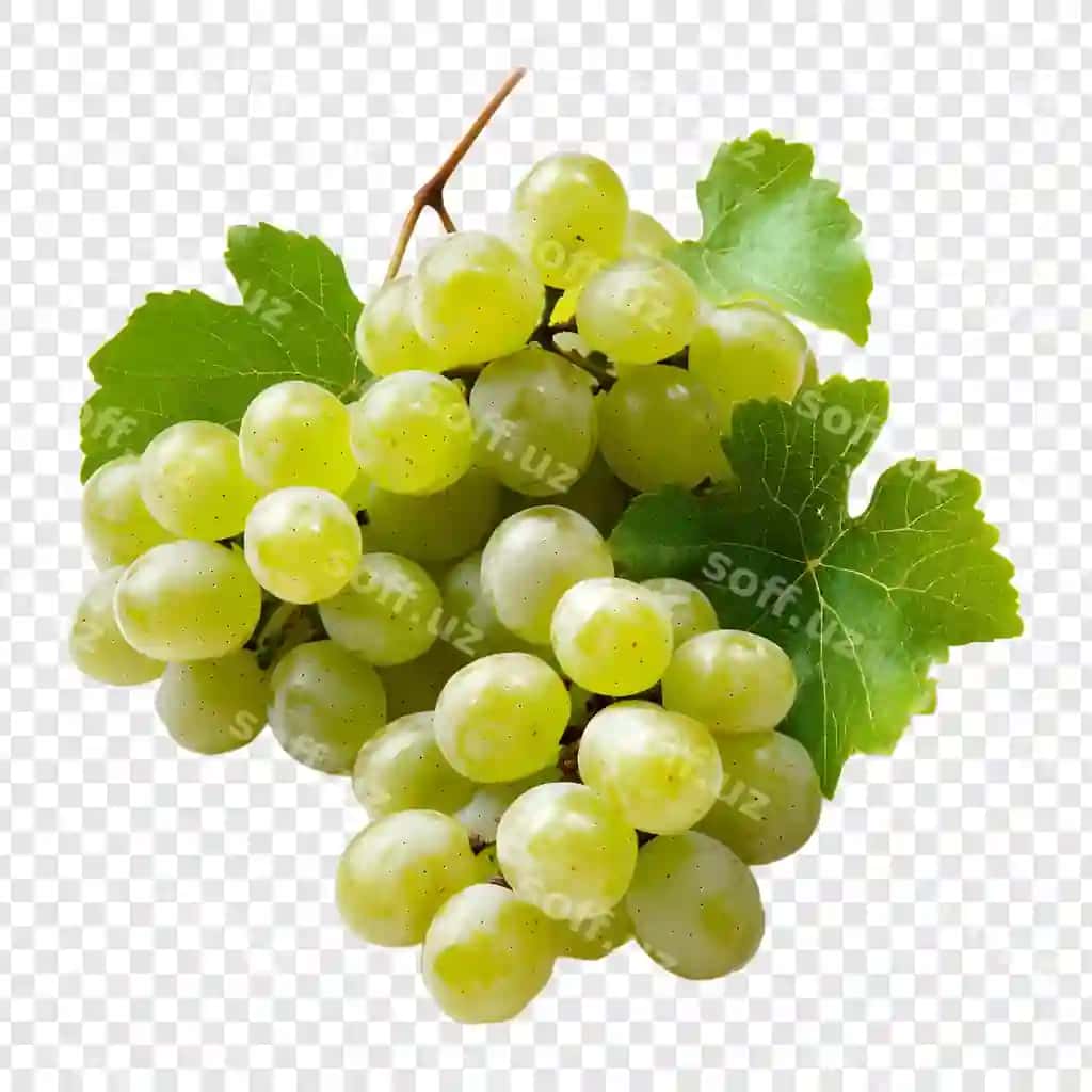 Bir guruh yashil uzum shaffof orqa fonda | Bunch green grapes transparent background