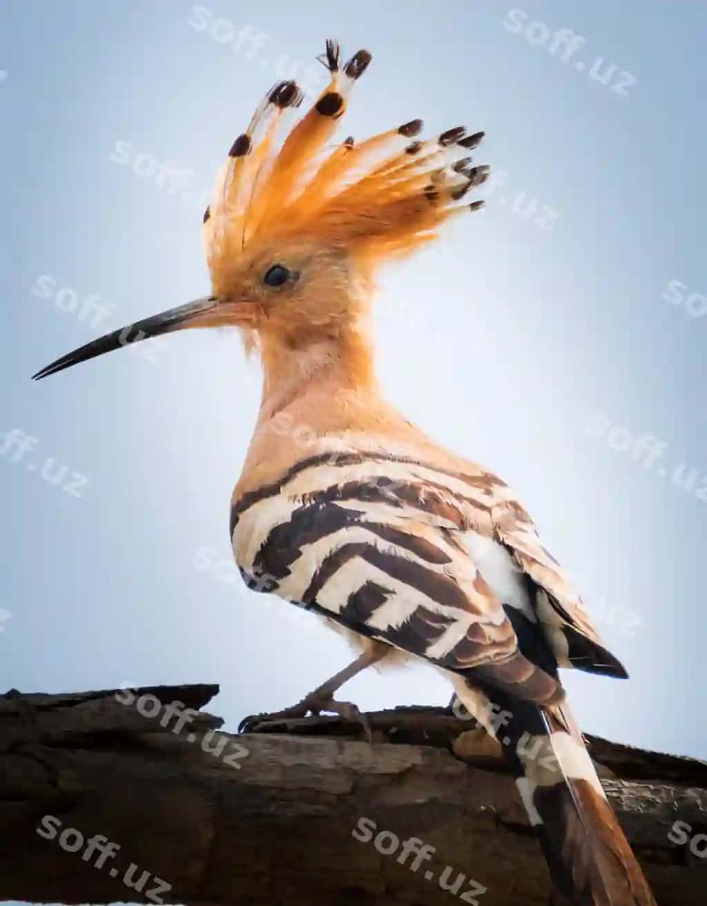 Past burchakli ko'rinishdagi qush daraxtga qo'nmoqda | Low angle view bird perching tree