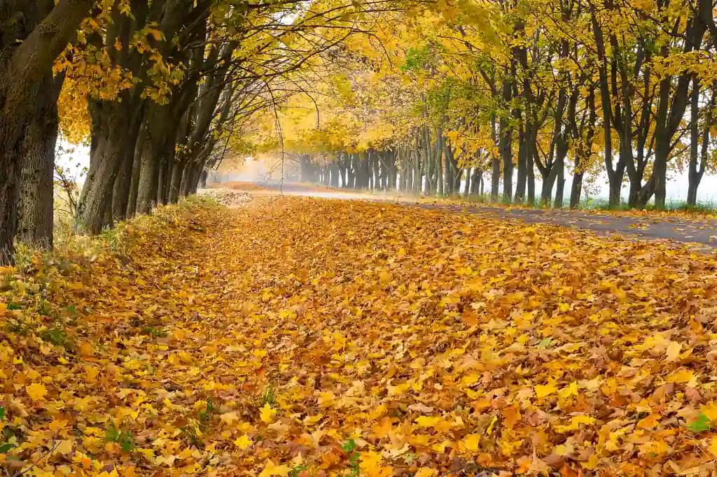 Yo'lda juda ko'p sariq barglar | Lots yellow leaves along road