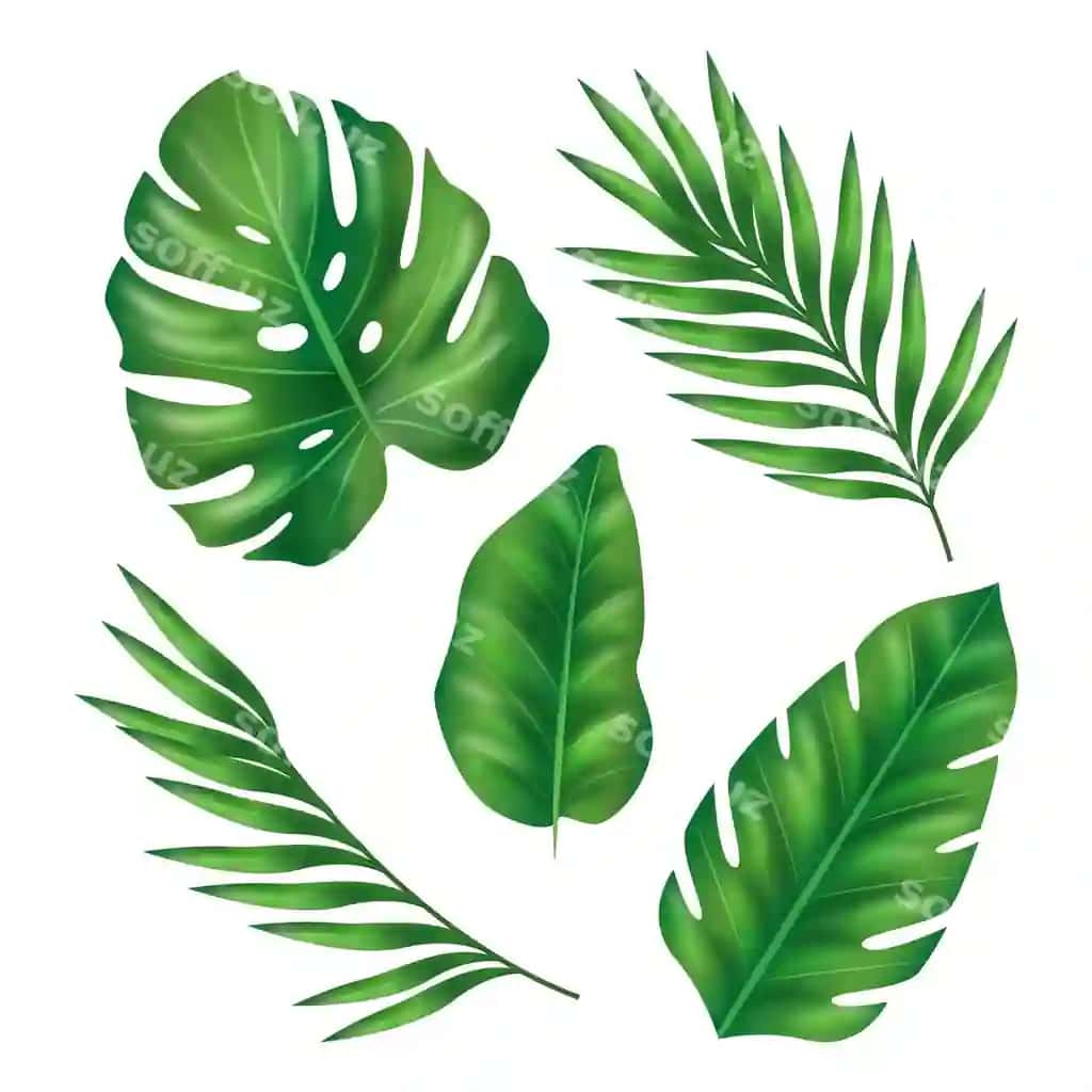Haqiqiy yaproqchalar turli shakllarga ega. | Realistic leaves various shapes