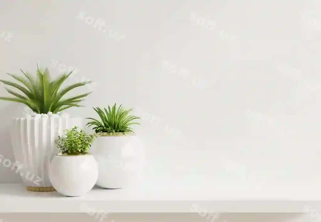 Namuna devor o'simliklar rafli | Mockup wall with plants shelf
