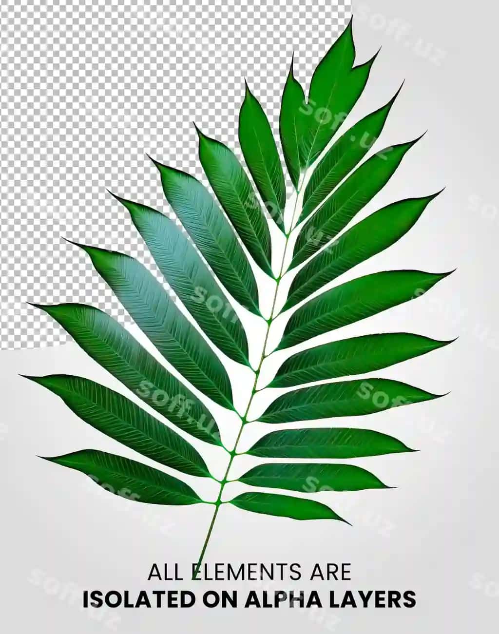 Chamaedorea bir bargli izolyatsiyalangan alfa qatlami png | Chamaedorea single leaf isolated alpha layer png