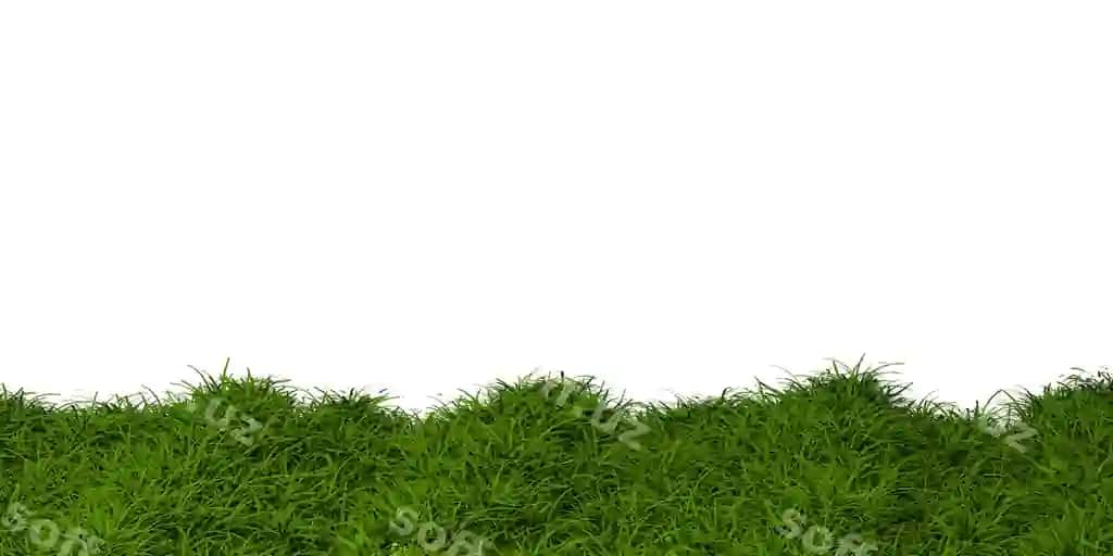 Yashil chaman maydoni ajraltirilgan oq orqa fon | Green grass field isolated white background