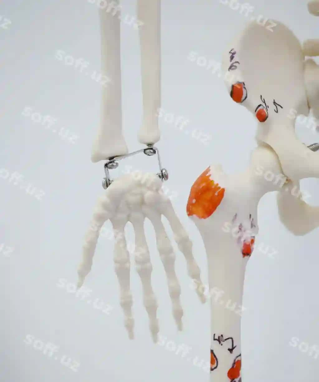 Inson qo'lini oq fonda yoping | Close up human hand white background