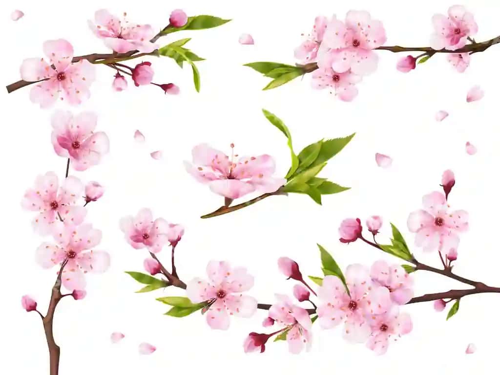 Haqiqiy sakura shoxlari gul gilos novdasi gullari Osiyo gullashi | Realistic sakura branches blossom cherry branch flowers asian flowering
