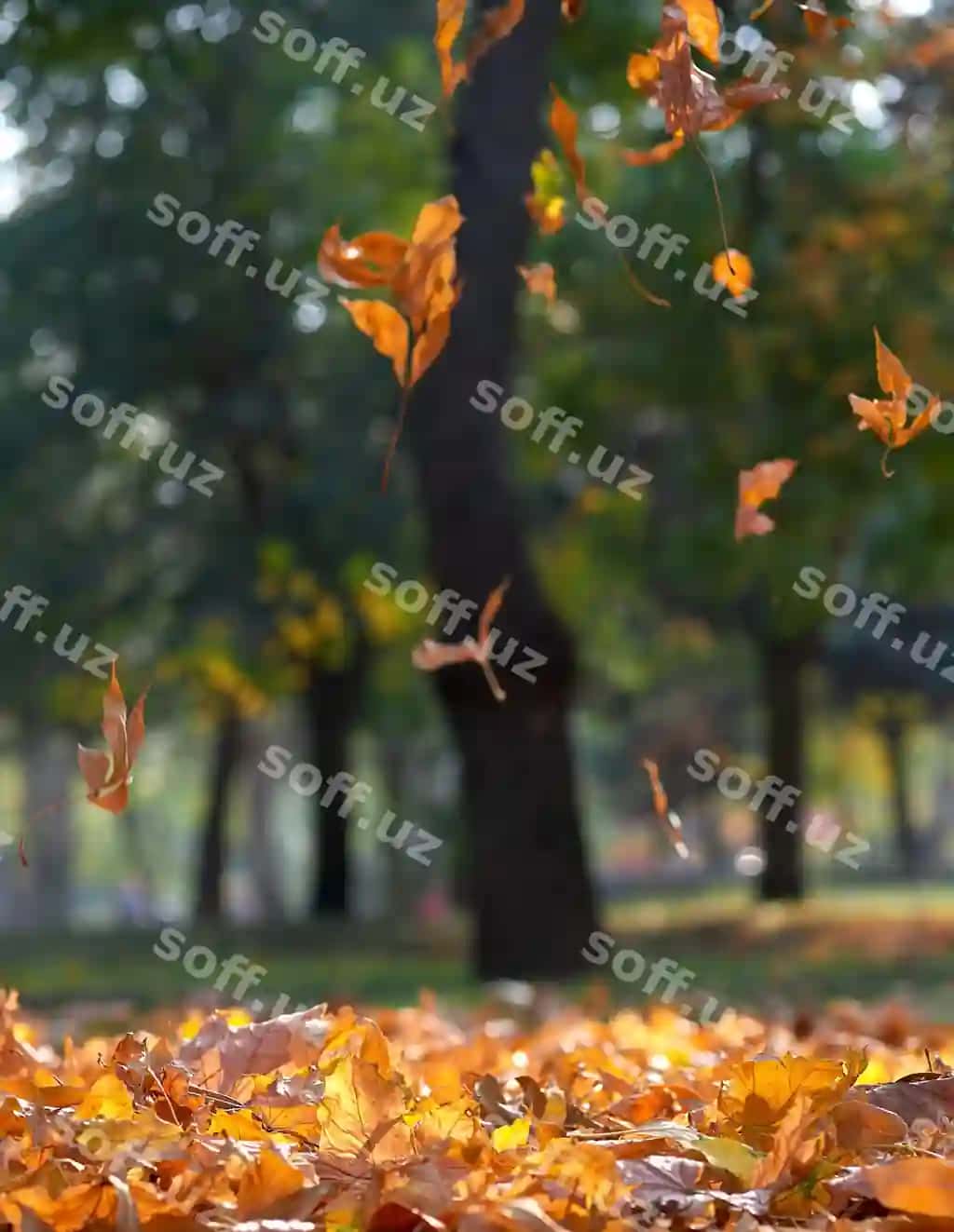 Kuzgi shahar bog'i, daraxtlar bilan, quruq zarang, sariq barglari yerga urilgan, ukraina, xerson | Autumn city park with trees dry maple yellow leaves ground ukraine kherson