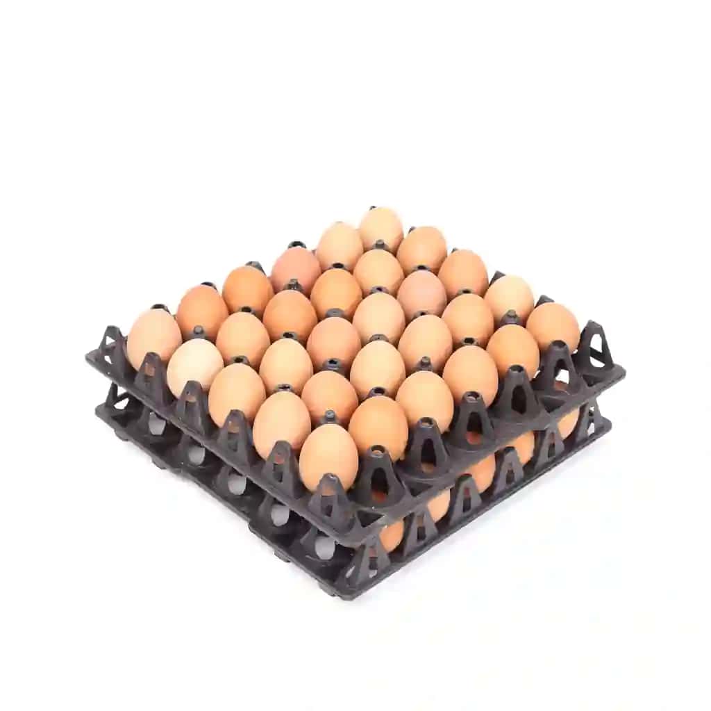 Oq fonda yuqori burchakli tuxum idishi | High angle view eggs container against white background