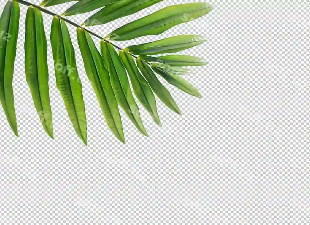 Palm choy yaproqlari alfa qat | Palm tree leaves alpha layer