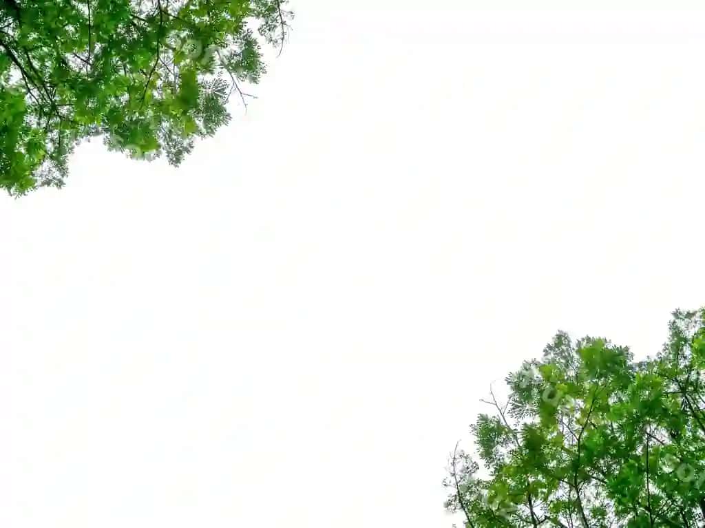 Pastki burchakdan ko'rinishdagi daraxt aniq osmon orqali | Low angle view tree against clear sky