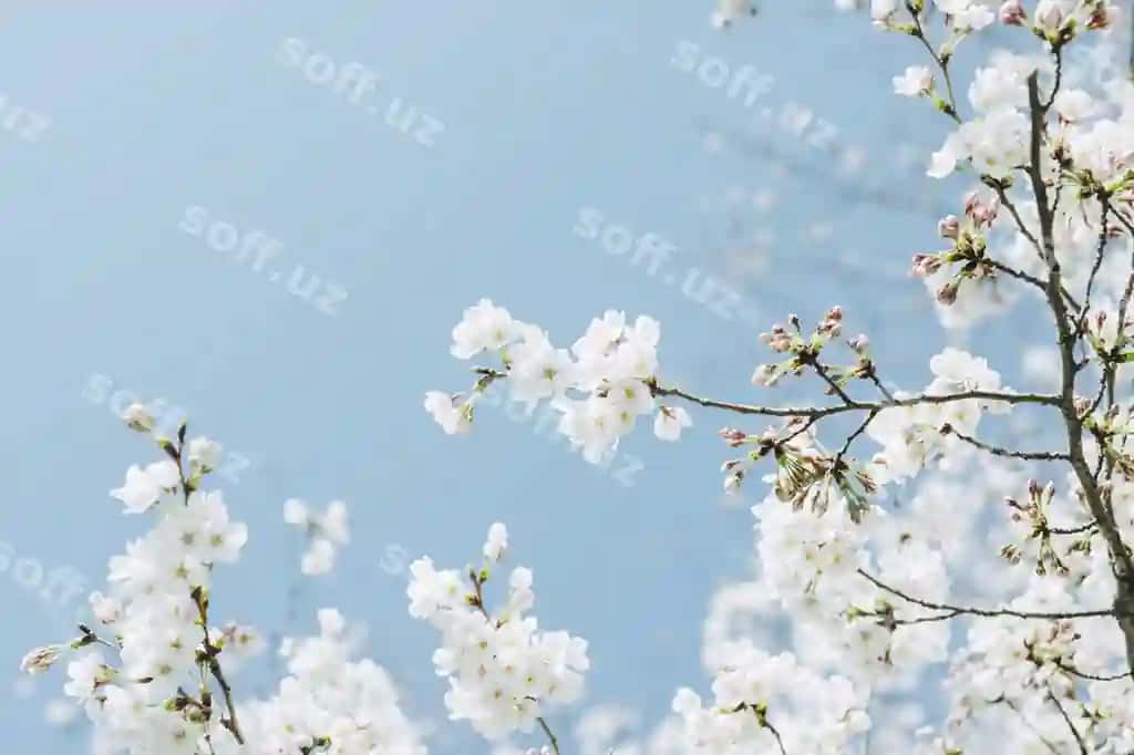 Past burchakli ko'rinishda olma gullari osmonga qaragan holda ko'kka ko'tarilmoqda | Low angle view apple blossoms spring against sky