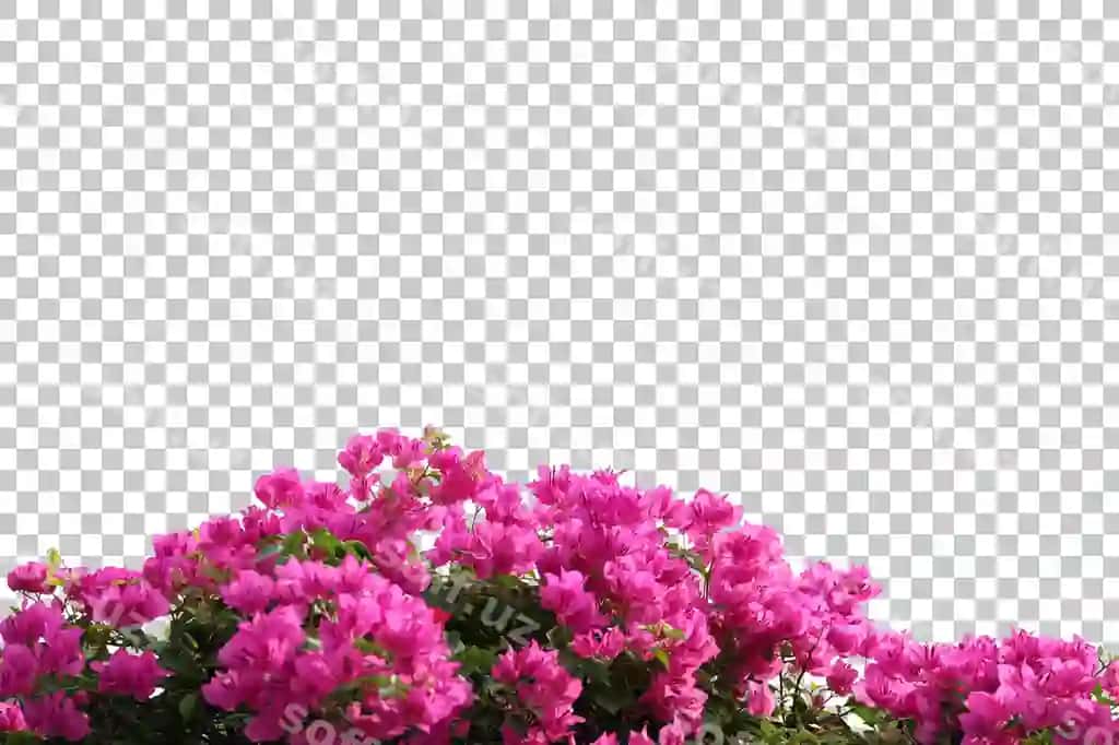 Haqiqiy bugenvizlilar olovchi fon | Realistic bougainvillea foreground isolated